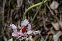 SC05_65263_Tito